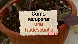 Cómo recuperar una planta Tradescantia paso a paso liclonny [upl. by Annaeiluj329]