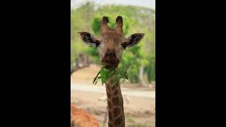 Giraffe Eating SOUND EFFECT [upl. by Laehplar]