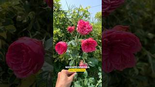 Mawar Floribunda 😍 rose floribunda mawar kebuntanduran [upl. by Marne941]