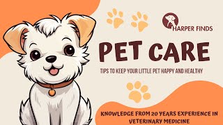 Orange Simple Grooming Pet Youtube Thumbnail 20241122 084508 0001 [upl. by Lindemann465]