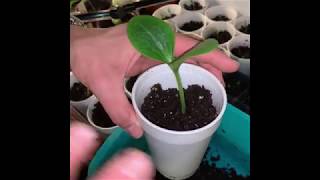 How to avoid leggy seedlings [upl. by Rosmarin]