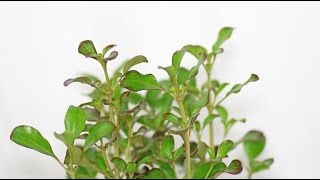 Coprosma repens  Koprosma Mirror Bush [upl. by Alleda]