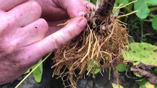 Propagating Delphiniums from crown buds revisited Garden Diaries 9 [upl. by Grannie]