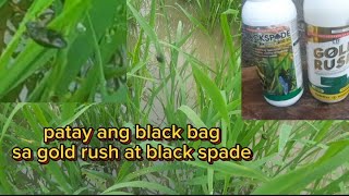 RC222 27DAS pag spray ng gold rush at blackspade para sa blackbag [upl. by Koah]