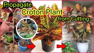 How to Propagate Croton Plant from cuttings🏵️☘️🍃🌱🍂🍁🥬 crotonplant plantpropagation [upl. by Monto995]