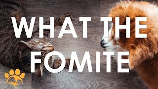 What the Fomoite Training  Peggy Adams Animal Rescue League [upl. by Evets]