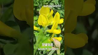 양골담초 💝 scotch broom [upl. by Nadeen]