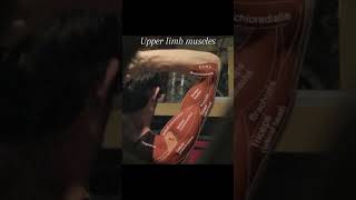 Upper limb musclethephysiodoctorsportsphysiotherapykneepainreliefhumananatomyhamstringinjury [upl. by Aivizt]