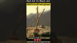 Minuscule 2013  Red ants vs Black ants full Movie Explained in Hindi shorts [upl. by Evyn18]