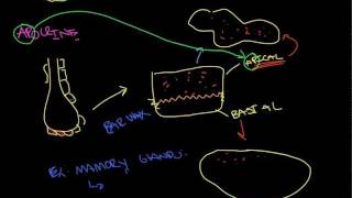 Glandular Epithelial Tissue [upl. by Domingo]