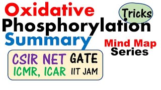 Oxidative phosphorylation and its mechanism [upl. by Adnirem]