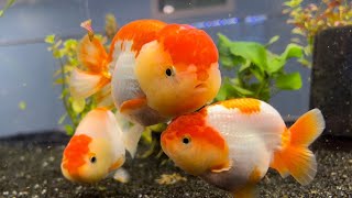 Goldfish care  Goldfish price  Oranda goldfish [upl. by Tate]