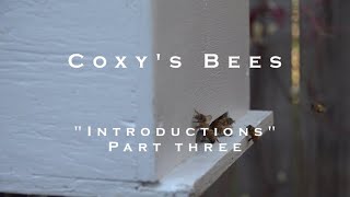 Coxys Bees Episode 9 [upl. by Corydon]