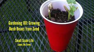 Gardening 101 Growing Bush Beans from Seed [upl. by Anoyk]