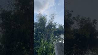 Amazing mynah birds sound on the top of bamboo trees [upl. by Eelarat]