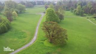 The OCarroll Oak  Majestic ancient Irish tree in stunning 4k footage [upl. by Elamef109]