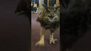 An owl running…in a care home [upl. by Aba]