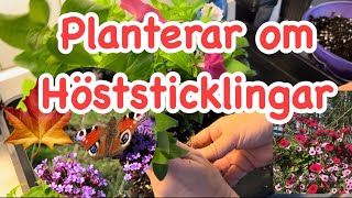 Trädgård planterar om höststicklingar av petunia och jätteverbena [upl. by Naiva]