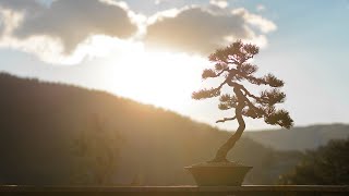 Japanese White Pine FULL Work in Bunjin Style  Arkefthos Bonsai [upl. by Anol657]