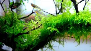 Planted tank with Pseudomugil furcatus  Forktail Rainbowfish [upl. by Tamer]