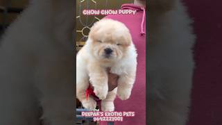 quotChow Chow PuppiesFluffy Friendly and Full of Personalityquotpets rajahmundry 9642221001 dog pets [upl. by Keverian]