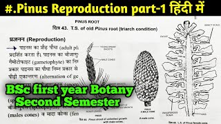 Reproduction in Pinus Gymnosperm in Hindi  Pinus Part4  BSc first year Botany Second semester [upl. by Lairret402]