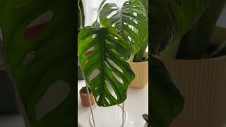 Monstera adansonii mint propagation update  new growth plants houseplants indoorplants [upl. by Rehpinej]