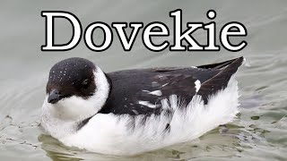 Dovekie  Toronto  20221210 [upl. by Nezam]