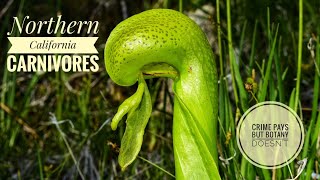 Pitcher Plants of Northern California [upl. by Edelstein]