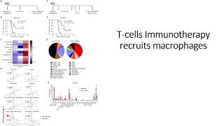 Tcell Immunotherapy recruits other immunological factors like macrophages neutrophils Code 738 [upl. by Frankhouse155]