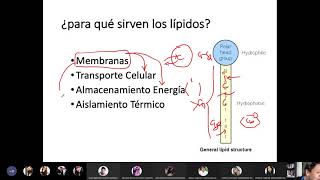 09032021  Química Orgánica 2  ¿qué son los lípidos Aceites grasas y ceras [upl. by Shanon]