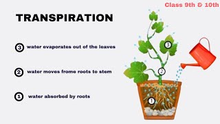 Transportation in Plants  Life processes  class 9th amp 10th [upl. by Koziel601]