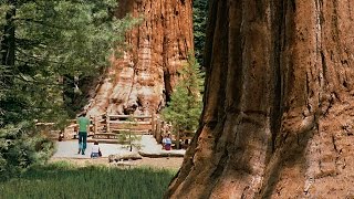 Sequoia National Park  Kings Canyon [upl. by Absa23]