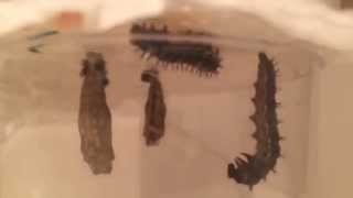 Time lapse Painted Lady Caterpillars forming [upl. by Lise]