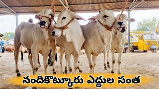 Ongole bulls Market In nandikotkurbulls Marketnandikotkur bulls Marketnandikotkur marketcattles🐂 [upl. by Giddings895]