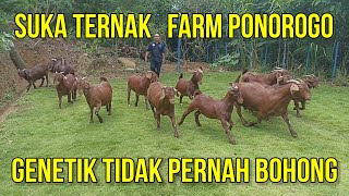 PETERNAKAN KAMBING BOER DAN KALAHARI SUKA TERNAK FARM PONOROGO  GENETIK TIDAK PERNAH BOHONG [upl. by Eiromem]