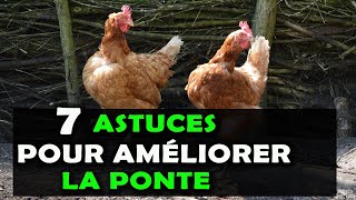 AVICULTURE Voici 7 astuces pour améliorer la ponte chez les poules pondeuses Elevage de Poulet [upl. by Adest]