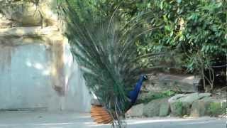 Pfau Paarung [upl. by Pain]