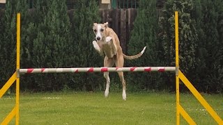 245 Agility with whippets [upl. by Ahtamat976]