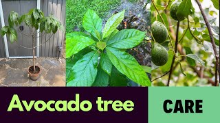 Mastering Avocado Tree Care Sunlight Shifts Made Easy [upl. by Htebazila272]