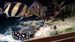 Siamese tiger fish black diamond stingray 450 gallon aquarium [upl. by Assilram]