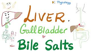 Bile Acids Bile Salts — Lipid Emulsification — Liver amp Gallbladder — GI Physiology amp Biochemistry [upl. by Menell]