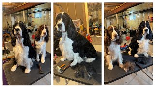 How To Use The Mars Coat King 20 blade Stripper On Your English Springer Spaniel [upl. by Gillette]