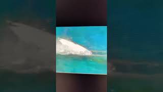 Shark attack caught on tape at surfing competition [upl. by Heidt]