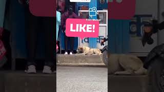 How do hungry dogs crave foodrworld15 funny animals puupy labrador hungrydog short [upl. by Annoled832]