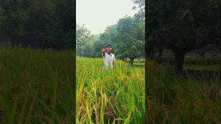 Finish My All Rice😅 shorts comedy funny [upl. by Inglis357]