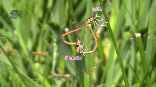 AGRION OrangéPlatycnemis acutipennisAccouplement  BRUITX [upl. by Lletnahs]