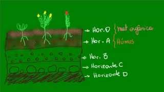 Formação dos solos  Ecologia  Biologia [upl. by Cired]