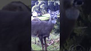 Whitetail Deer by Pond Volume2 Take3 Katonah Critters [upl. by Olracnaig426]