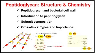 Peptidoglycan  Structure and Chemistry of Peptidoglycan  Part2 of Bacterial Cell Wall [upl. by Ojybbob648]